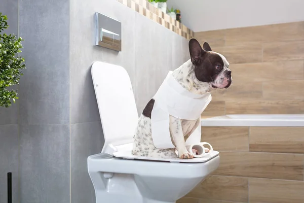 Bulldog Francés Sentado Asiento Inodoro Baño —  Fotos de Stock