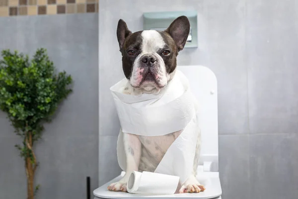Bulldog Francés Sentado Asiento Inodoro Baño —  Fotos de Stock
