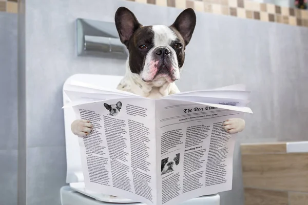Fransk Bulldog Sitter Toalettsits Med Tidningen — Stockfoto