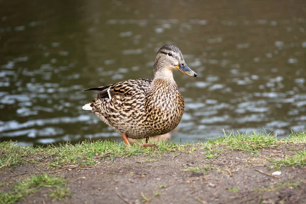 Ente Park Frühling Polen — Stockfoto