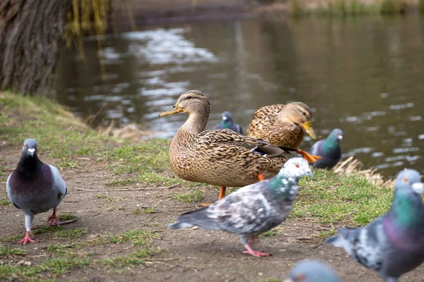 春天公园里的鸭子和鸽子 — 图库照片