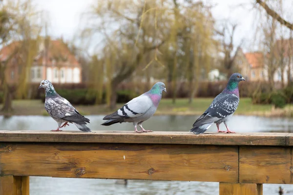 Pigeons Dans Parc Printemps Pologne — Photo