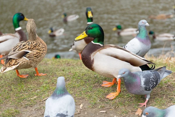 Ducks Pigeons Park Spring Poland — Stock Photo, Image