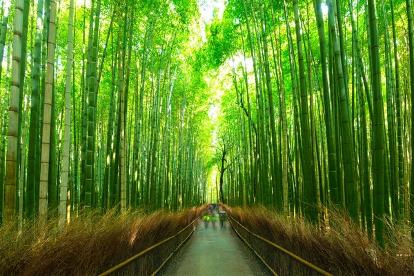 Bambuswald von Arashiyama bei Kyoto, Japan — Stockfoto