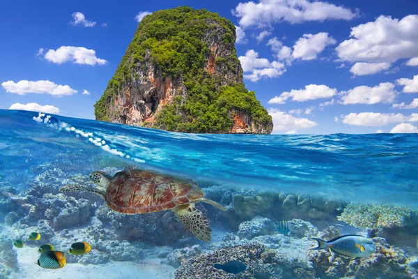 Trópusi Sziget Thaiföld Víz Alatti Zöld Teknős — Stock Fotó