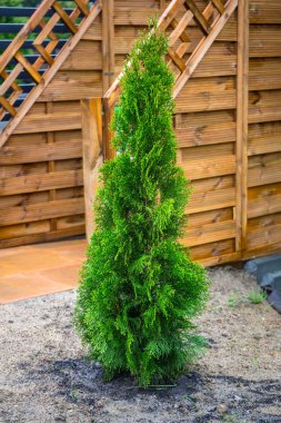 Genç thuja bahçeye dikildi.
