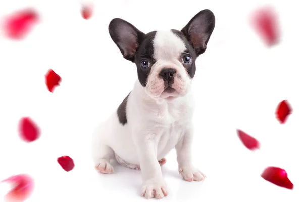 Francia Bulldog Kiskutya Eső Rózsaszirom — Stock Fotó