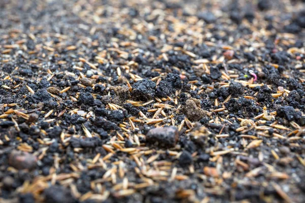 Grond Met Gras Zaden Geplant Voor Het Perfecte Gazon — Stockfoto