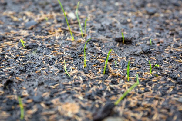 Grond Met Gras Zaden Geplant Voor Het Perfecte Gazon — Stockfoto