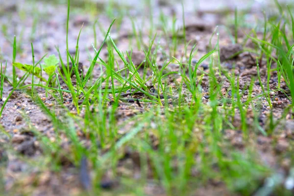 Semi Erba Iniziano Crescere Sul Terreno Giardino — Foto Stock