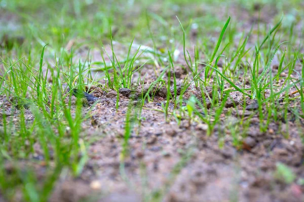 Nasiona Trawy Zaczynają Rosnąć Glebie Ogrodzie — Zdjęcie stockowe