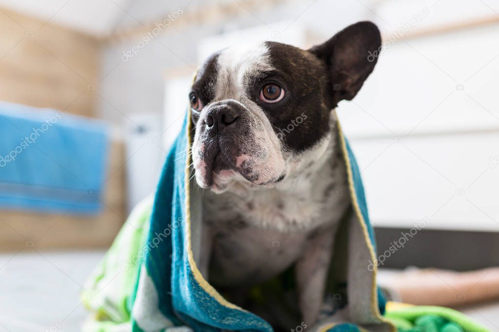 Cute french bulldog wrapped in towel after bath