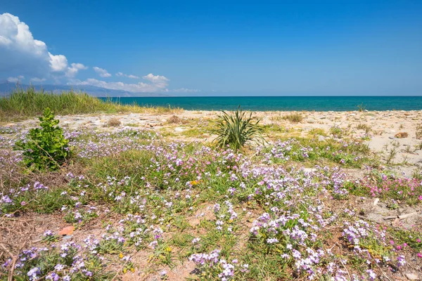 Blossom Flowers Maleme Beach Crete Greece — Stock Photo, Image