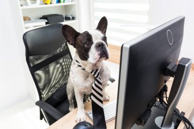 Fransız bulldog ofiste bilgisayarla çalışıyor.