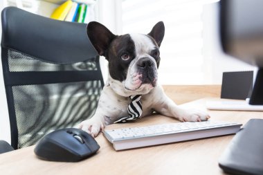 Fransız bulldog ofiste bilgisayarla çalışıyor.