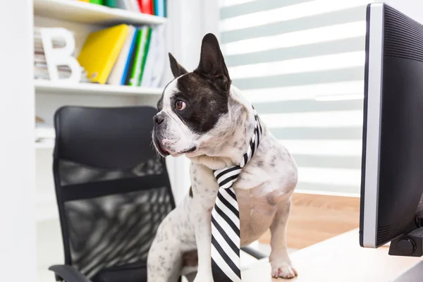 Bulldog Francés Trabaja Ordenador Oficina — Foto de Stock