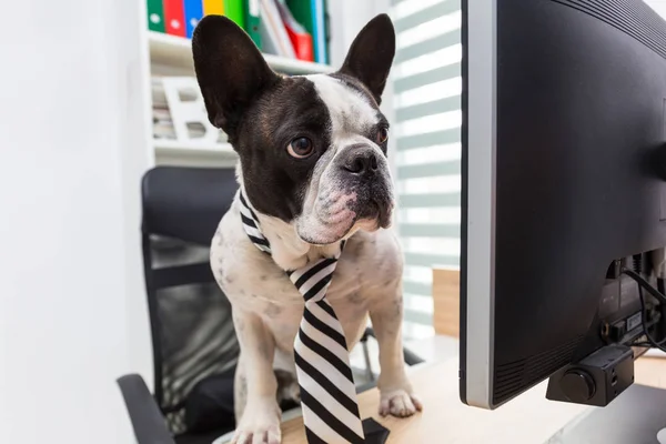 Bouledogue français travaille sur ordinateur au bureau — Photo