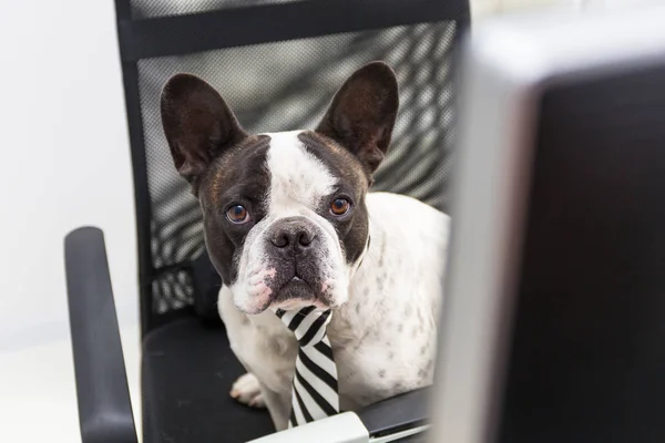 Französische Bulldogge Arbeitet Computer Büro — Stockfoto