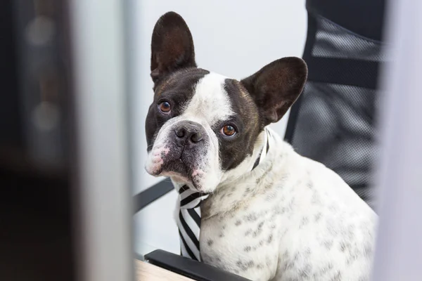 法国斗牛犬在办公室的电脑上工作 — 图库照片