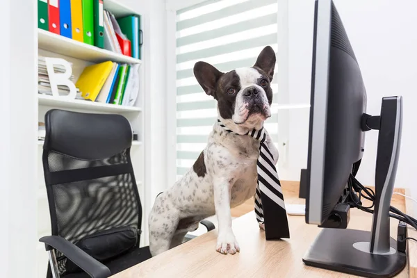 Buldogue Francês Trabalha Computador Escritório — Fotografia de Stock