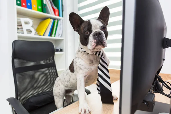 Bouledogue Français Travaille Sur Ordinateur Bureau — Photo