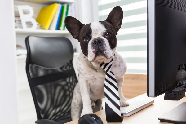 Buldogue Francês Trabalha Computador Escritório — Fotografia de Stock