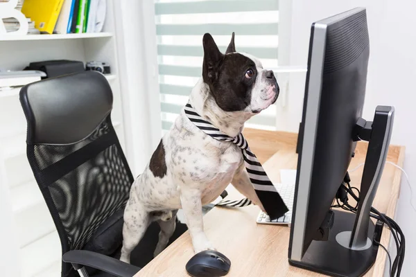 French Bulldog Works Computer Office — Stock Photo, Image