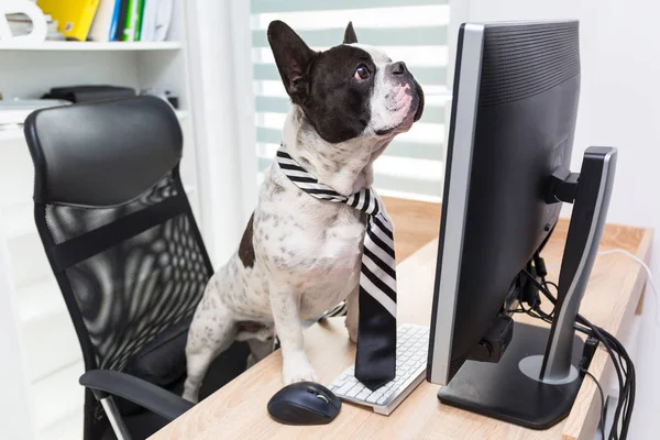 Bulldog francés trabaja en el ordenador en la oficina — Foto de Stock