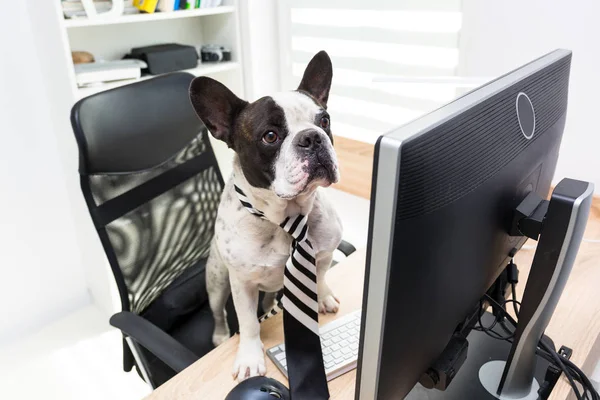 Bouledogue Français Travaille Sur Ordinateur Bureau — Photo