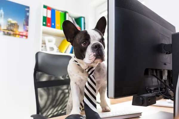 Bouledogue Français Travaille Sur Ordinateur Bureau — Photo