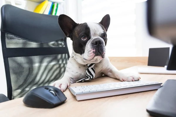 Bouledogue Français Travaille Sur Ordinateur Bureau — Photo