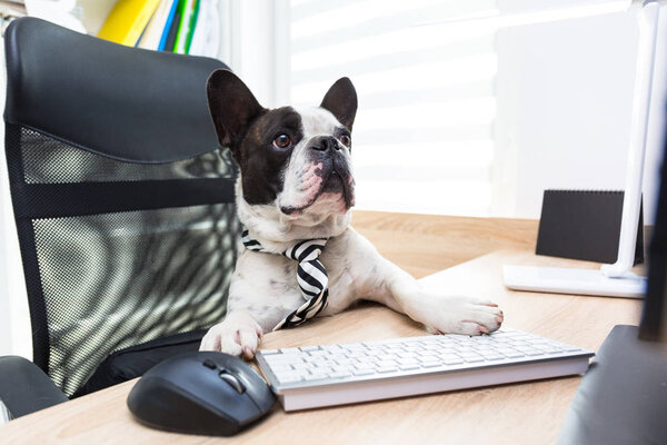 French bulldog works on computer at the office