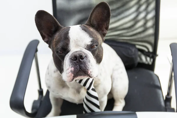 Bouledogue Français Travaille Sur Ordinateur Bureau — Photo