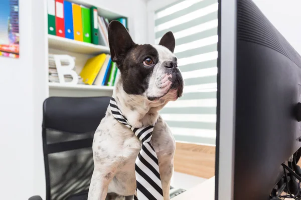 Bouledogue Français Travaille Sur Ordinateur Bureau — Photo