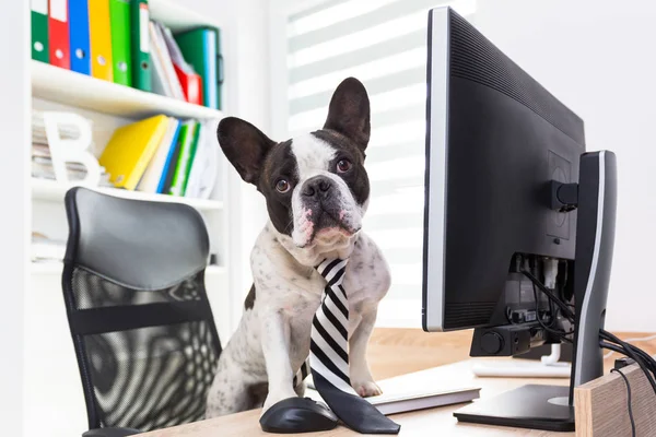 Fransız Bulldog Ofiste Bilgisayarla Çalışıyor — Stok fotoğraf