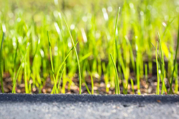 Les Graines Gazon Commencent Pousser Sur Sol Dans Jardin — Photo