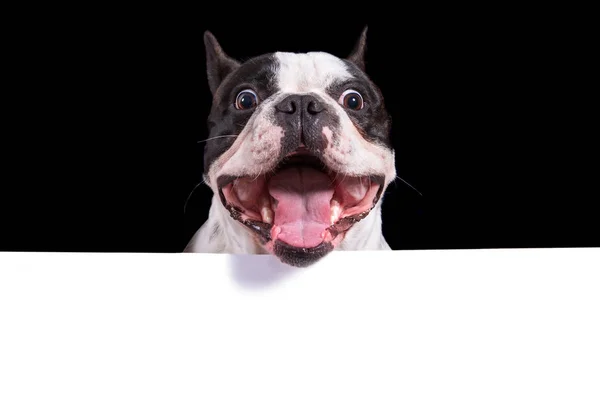 Lustiges Gesicht Einer Französischen Bulldogge Mit Weißem Kopierraum — Stockfoto