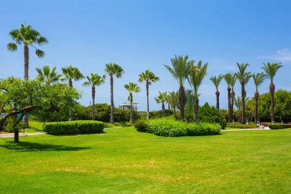 Prachtig Pad Met Palmbomen Aan Het Strand Van Turkije — Stockfoto
