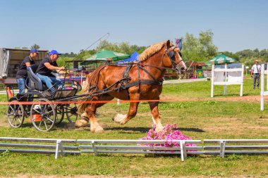 Grudziadz, Polonya - 30 Haziran 2019: Wisla nehir çayırlarında Grudziadz'da at arabası yarışması, Polonya