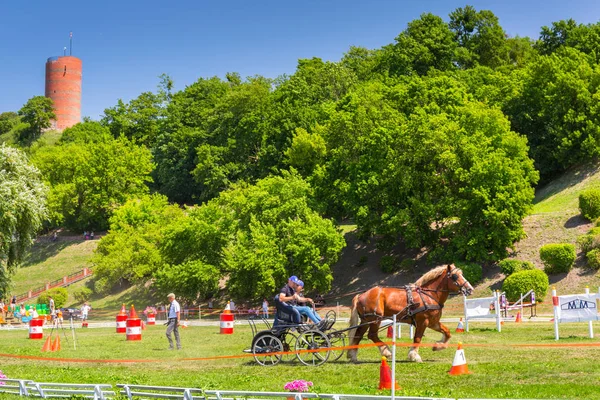 Grudziadz Poland June 2019 Competition Horse Drawn Carriage Grudziadz Wisla — Stock Photo, Image