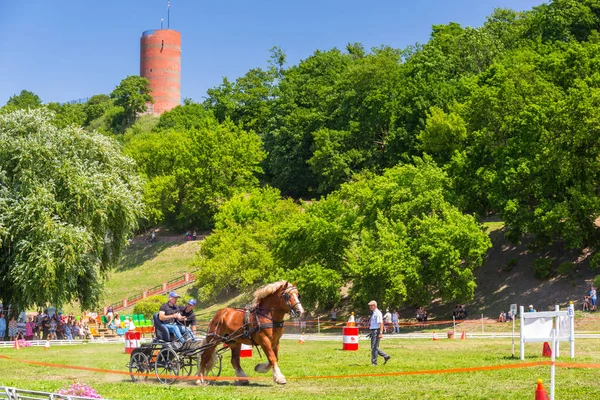 Grudziadz Poland June 2019 Competition Horse Drawn Carriage Grudziadz Wisla — Stock Photo, Image