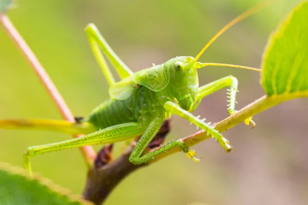 Zielony Grasshopper Siedzi Drzewie Ogrodzie — Zdjęcie stockowe