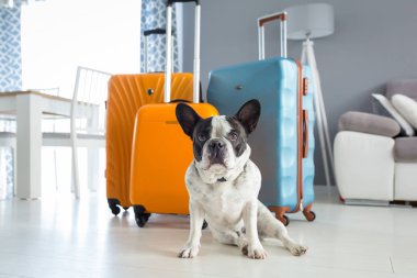 Fransız bulldog dolu seyahat bagaj oturuyor