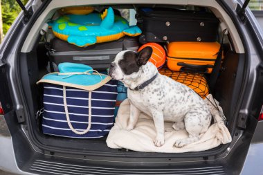 Fransız bulldog tatil için gitmek için hazır bagaj ile araba bagajında oturup.