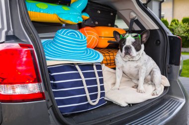 Fransız bulldog tatil için gitmek için hazır bagaj ile araba bagajında oturup.