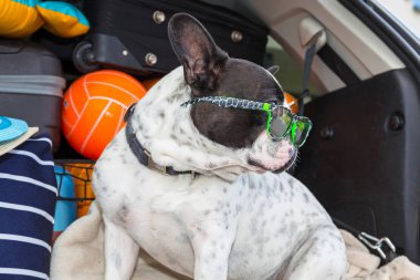 Fransız bulldog tatil için gitmek için hazır bagaj ile araba bagajında oturup.