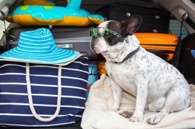 Fransız bulldog tatil için gitmek için hazır bagaj ile araba bagajında oturup.