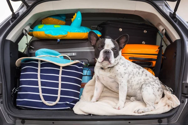 フランスのブルドッグは 休暇のために行く準備ができて荷物と車のトランクに座ります — ストック写真