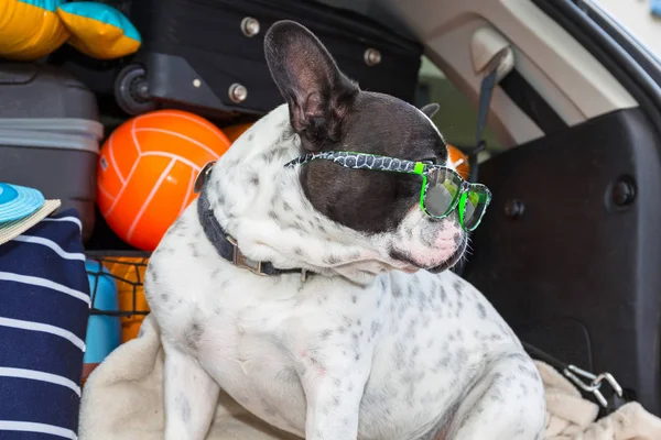 Francia Bulldog Autóban Törzs Poggyász Készen Áll Vakáció — Stock Fotó