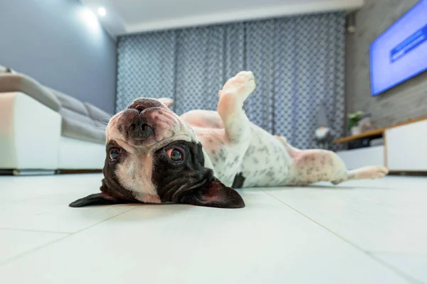 Anjing Bulldog Perancis Berbaring Ruang Tamu — Stok Foto